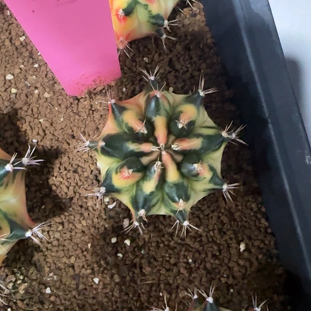 L801-0104泰国发货 白马