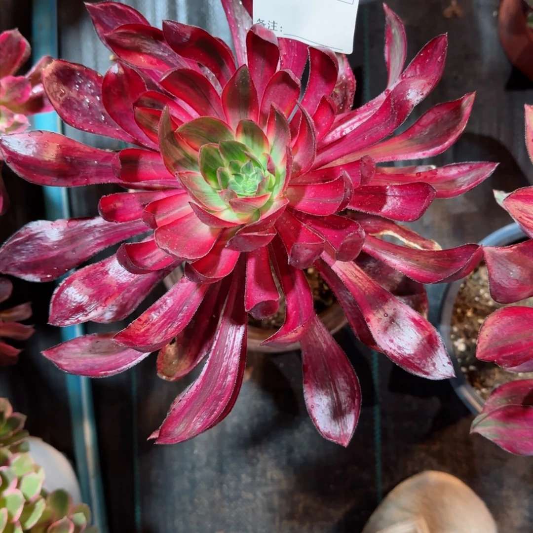 ?****y5868多肉巫毒拉丝多肉