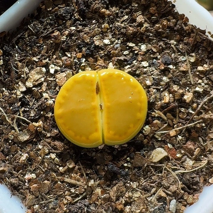 生石花233:：：。   163