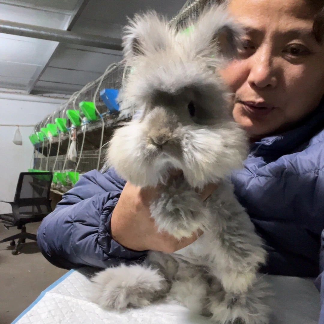 宠物兔英系安哥拉兔