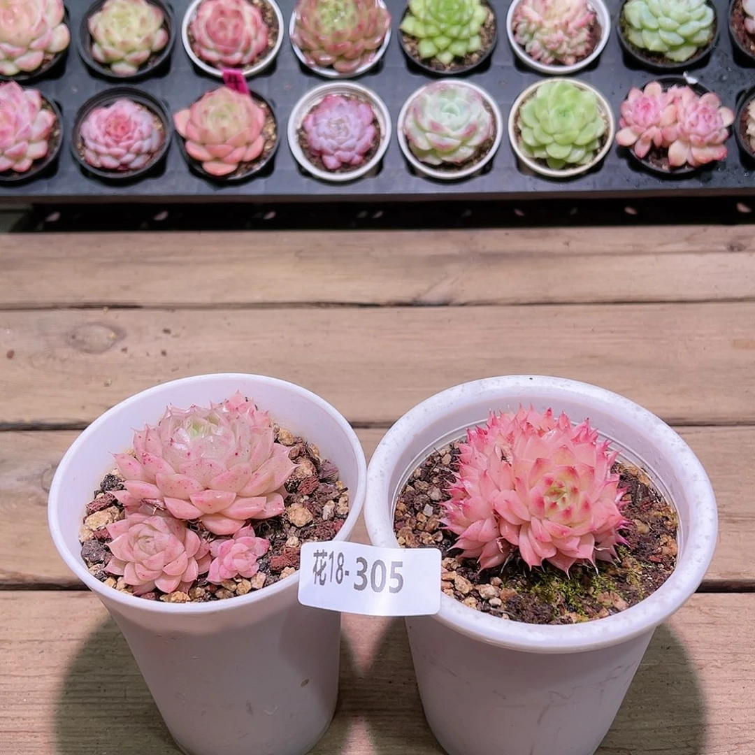 花利美18-302麦秆➕海王