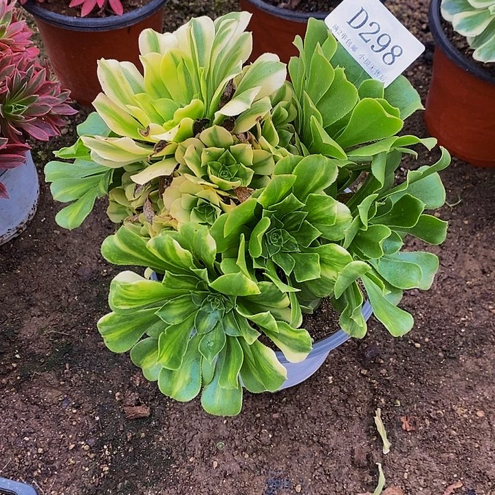 298五彩琉璃多肉法师锦