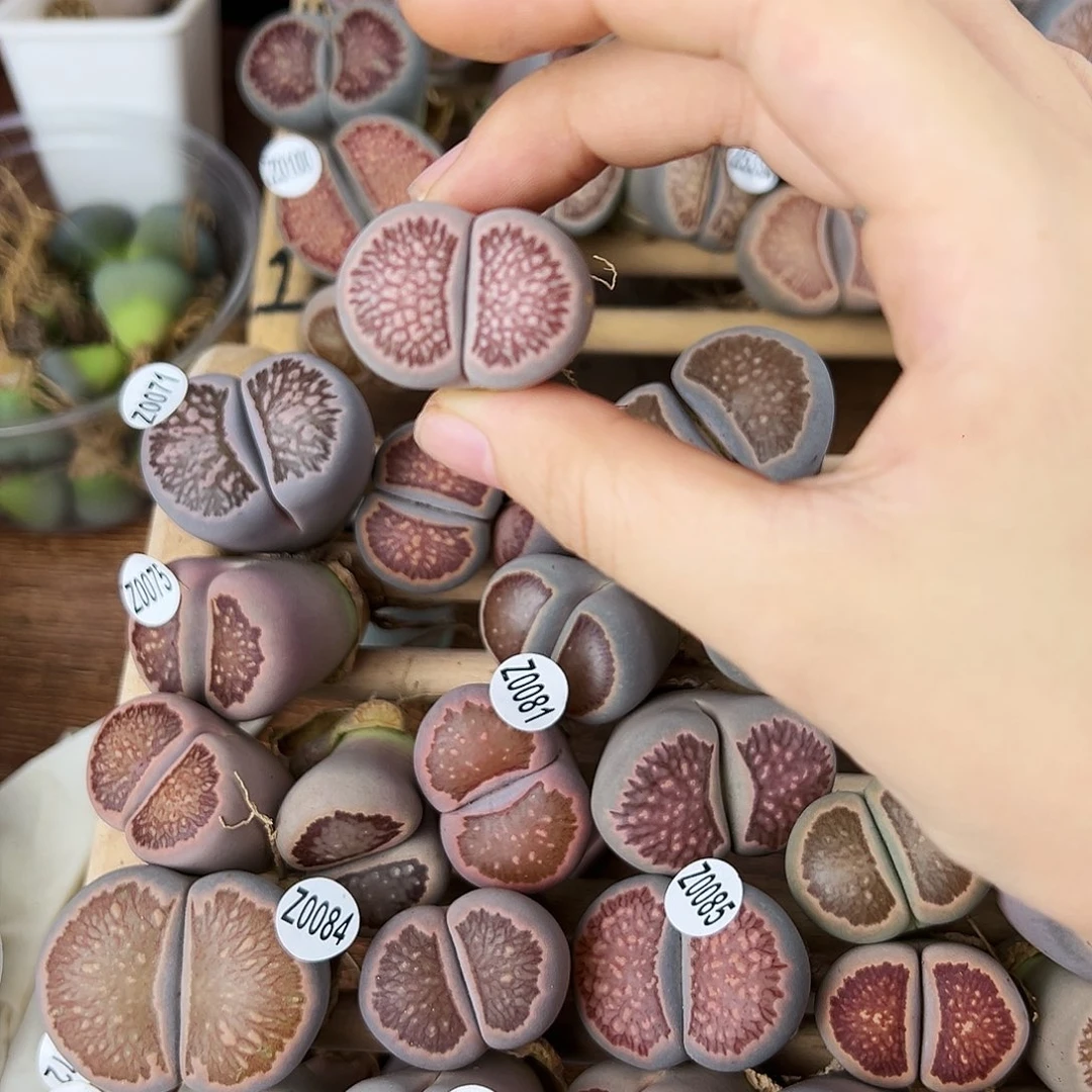 Z****烯瑕疵福利品红窗菊!!!!