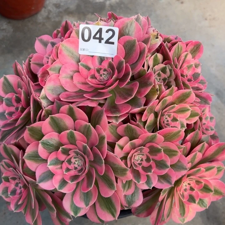 042女巫28厘米左右