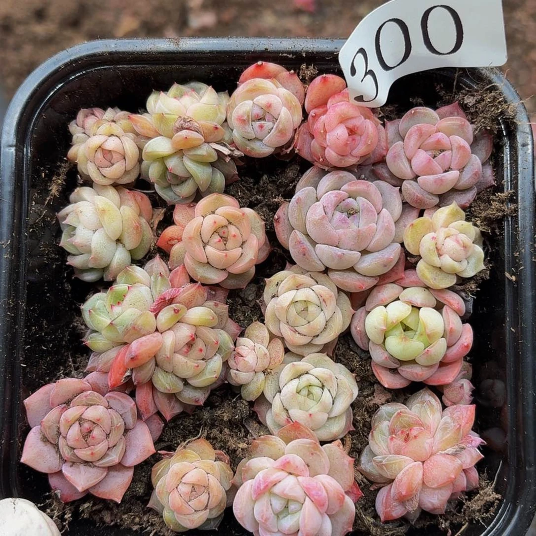 多肉植物多肉植物300