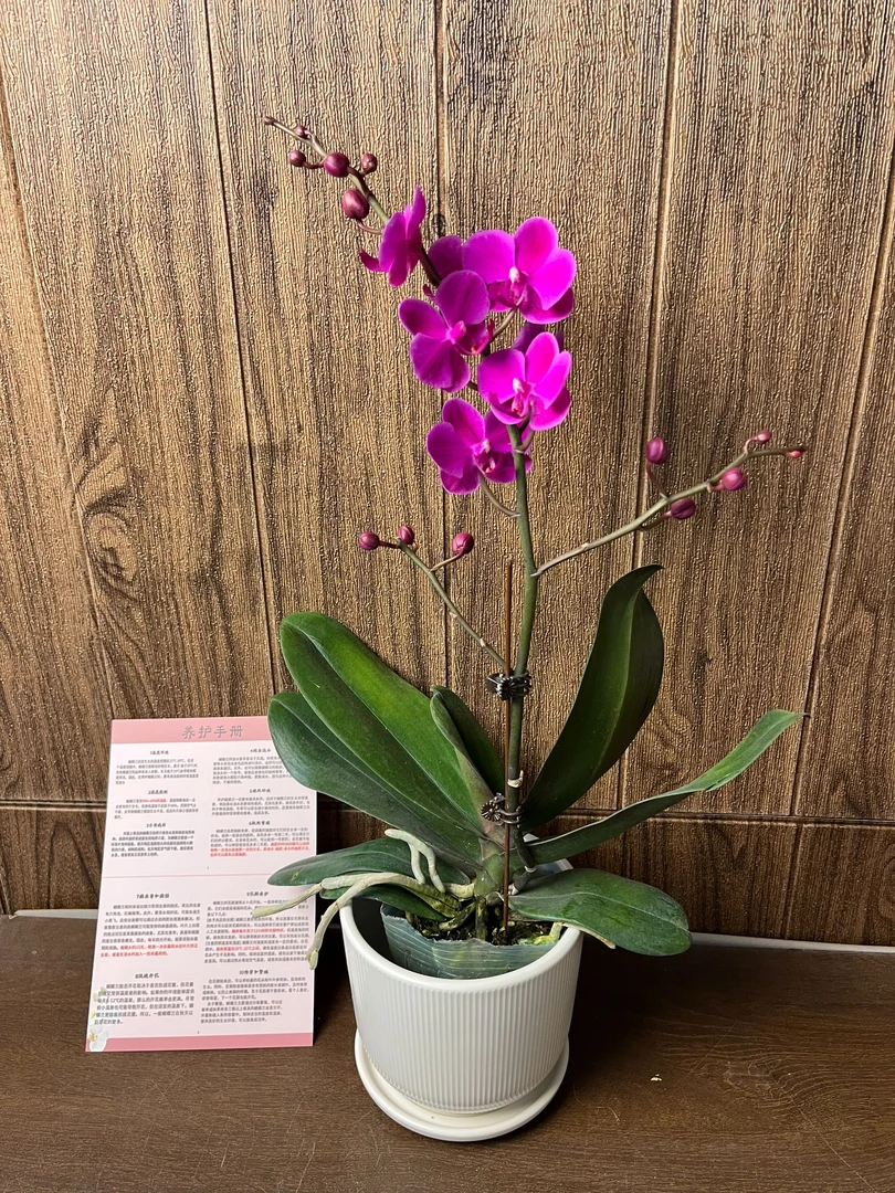 满天红 精品蝴蝶兰 紫红色花型 室内精品观赏 真花