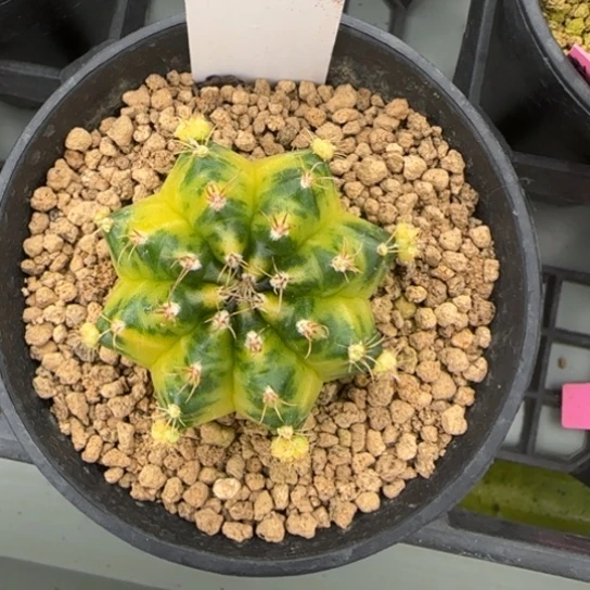 44-0223绿袖子脱土发多肉