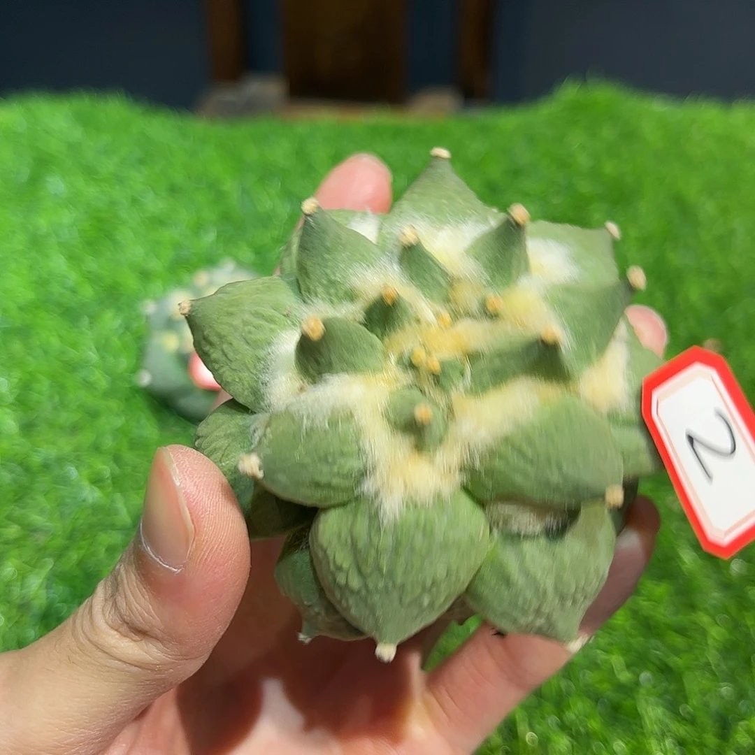 2号自根福利龙牙怒涛