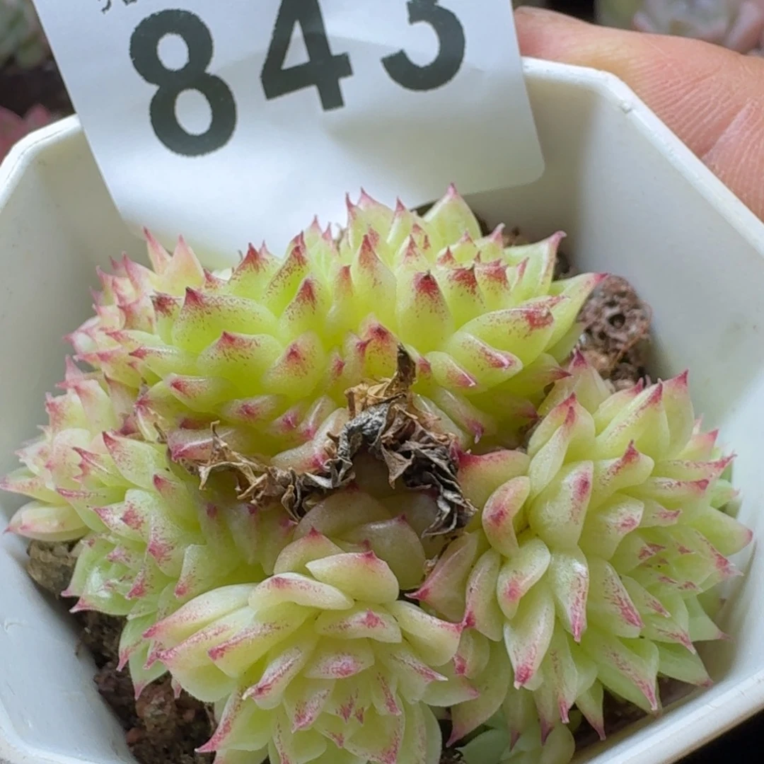 麦秆        平安福寿多，财运福运走上坡