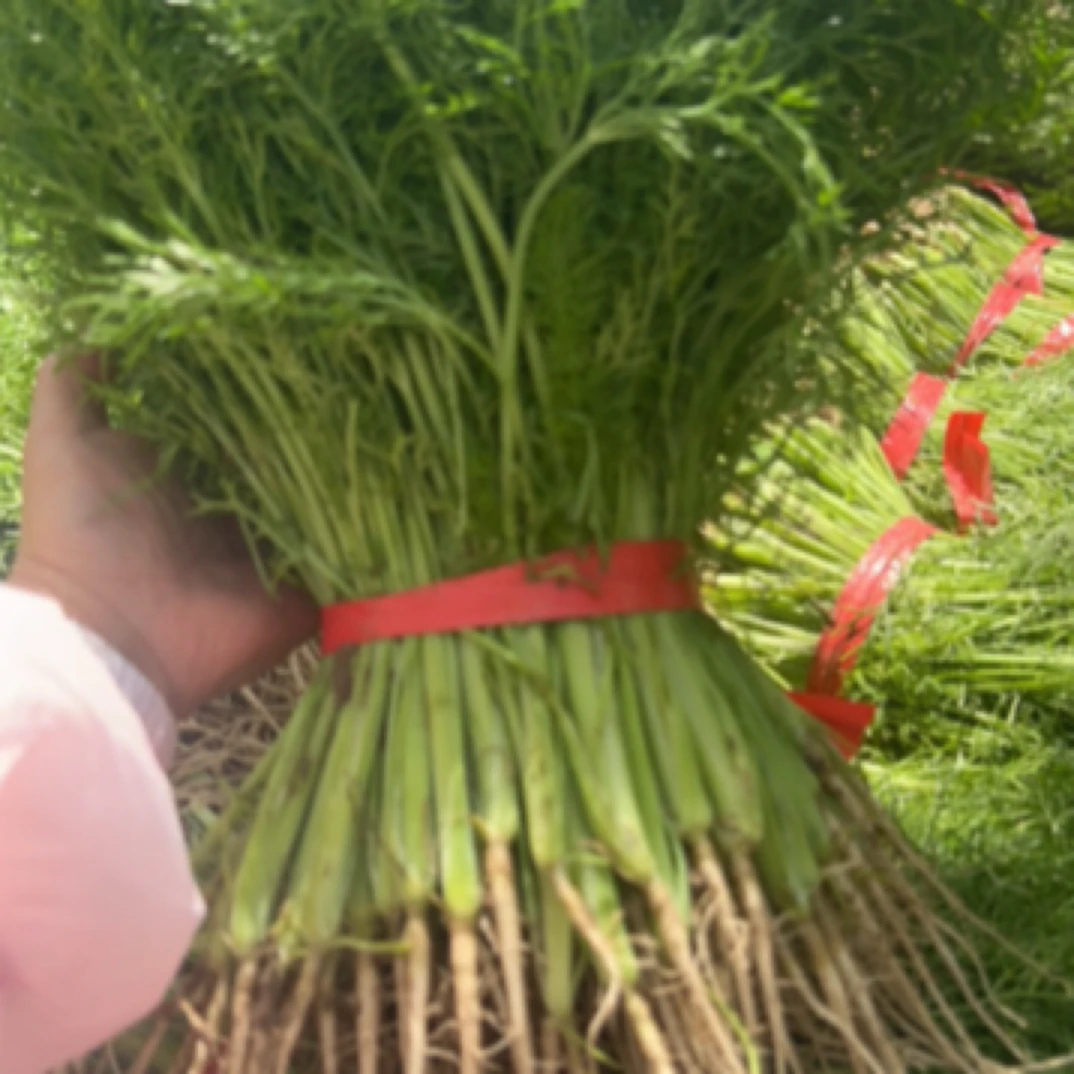 （尊然家庭农场）鲜嫩小茴香2斤/3斤 现割现发绿色蔬菜茴香