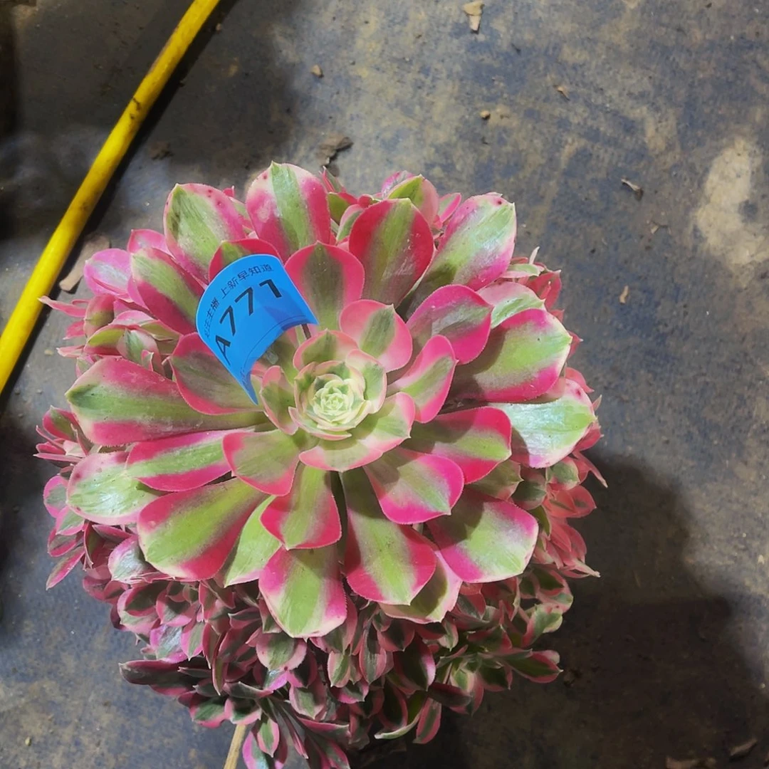 多肉布加迪脱土发货771