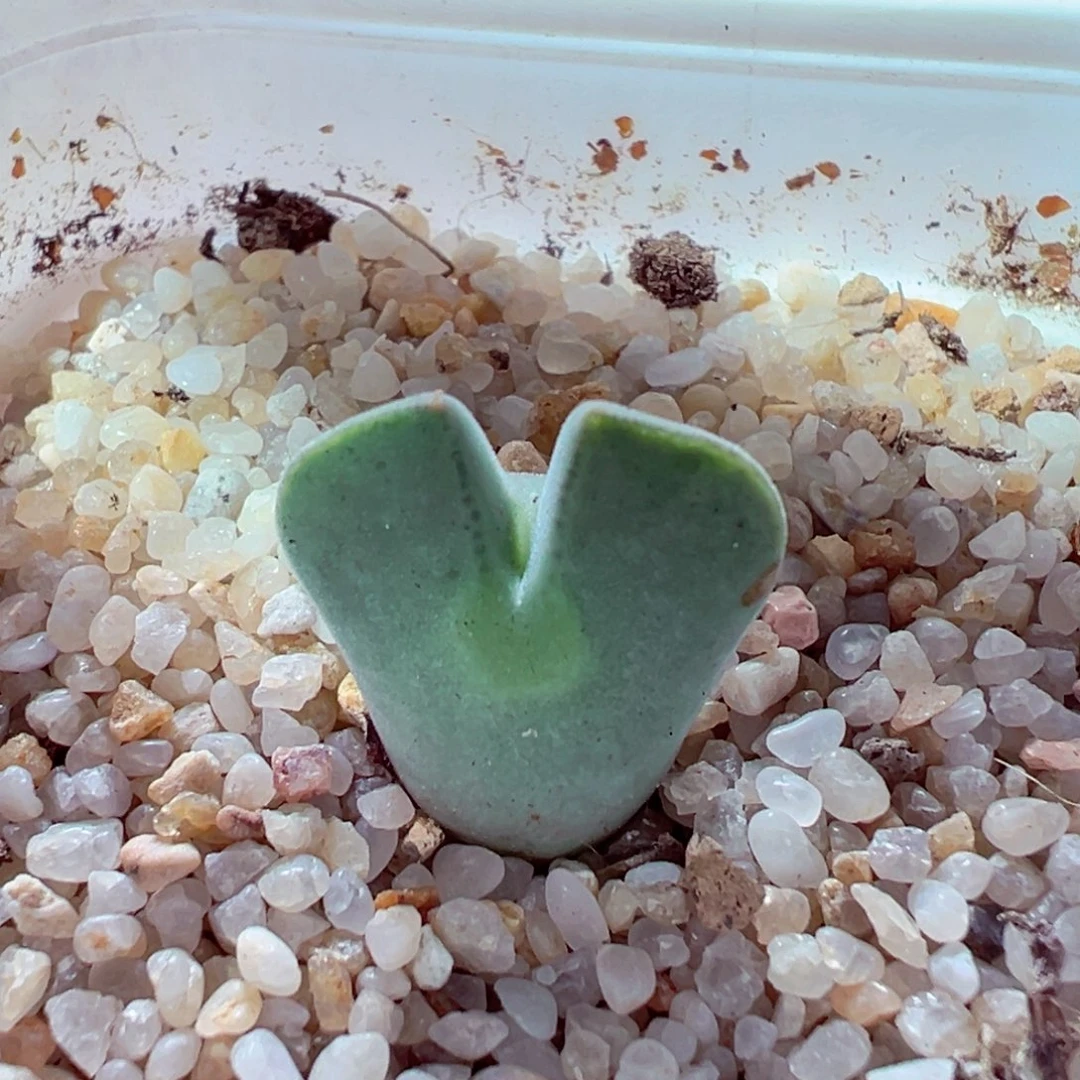 1105-506多肉多肉空蝉1.6cm