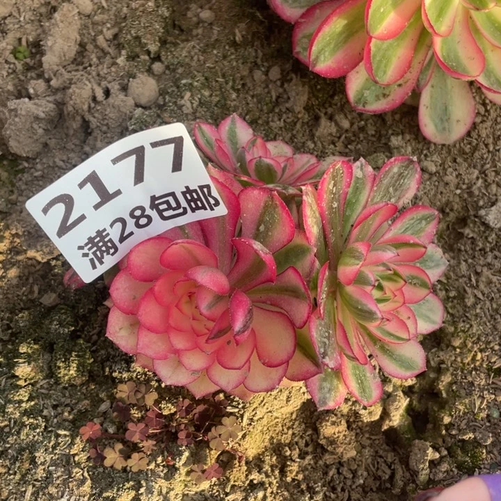 2177二号棚倾城多肉植物L