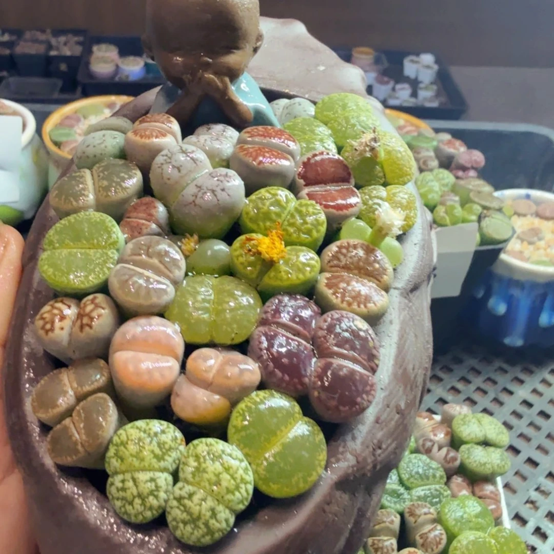 多肉福利带盆带土冲680