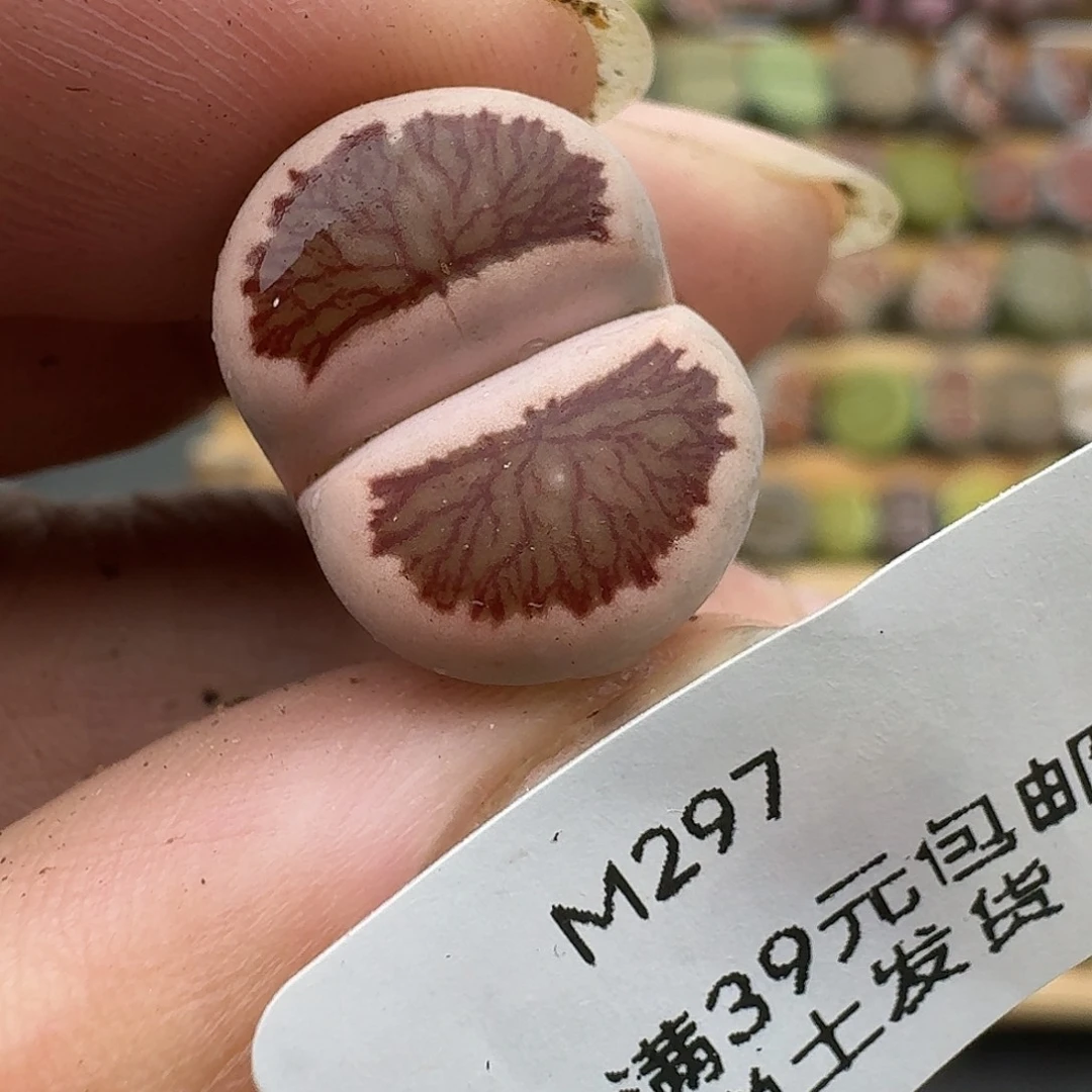 奶***酪297多肉哈哈哈哈哈哈哈