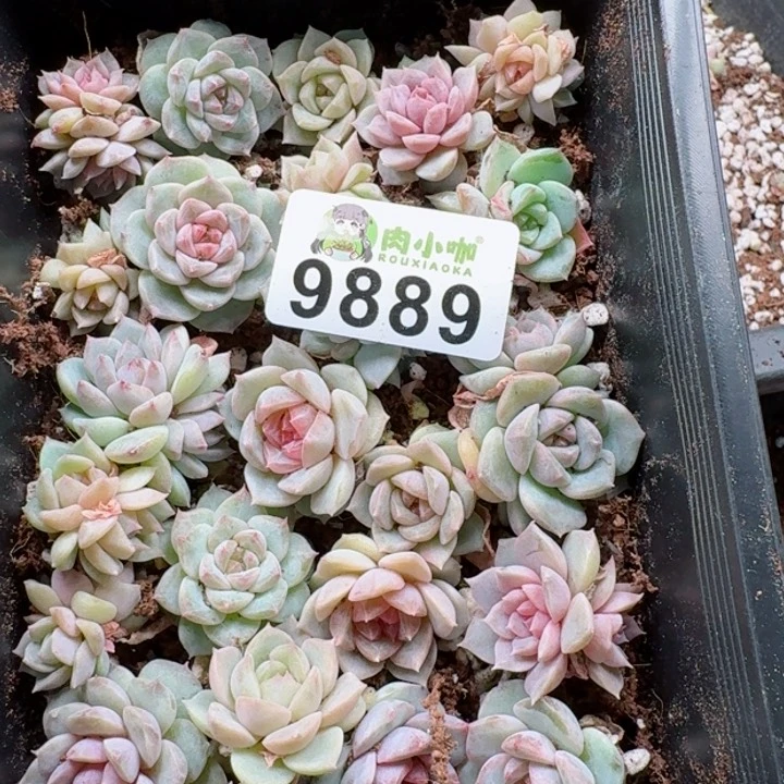 蕾多肉植物多肉植物