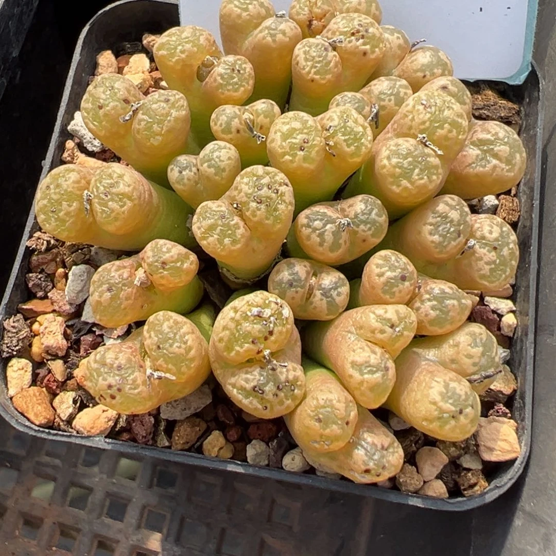 26-04肉锥多肉植物