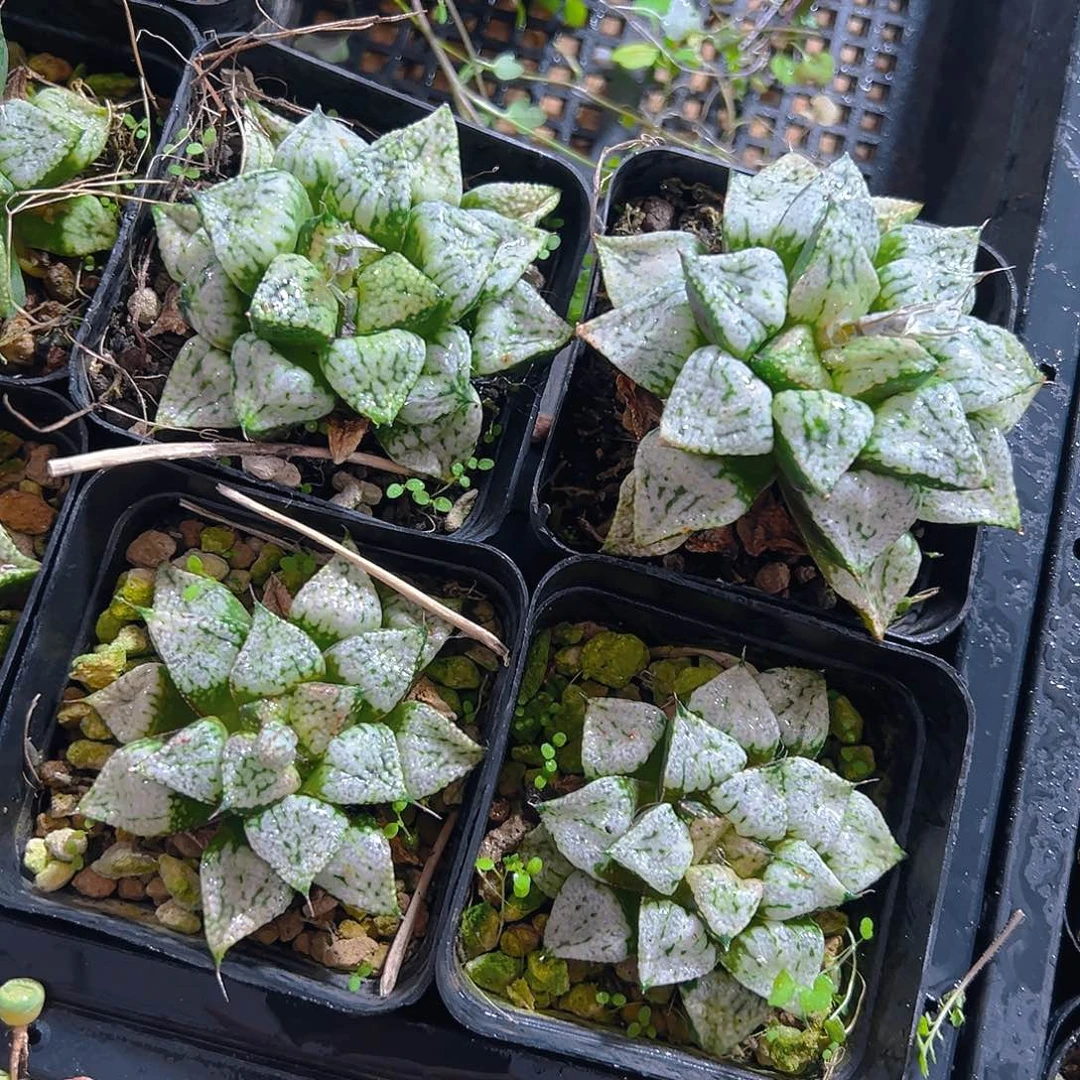 潘多拉魔盒多肉多肉一颗