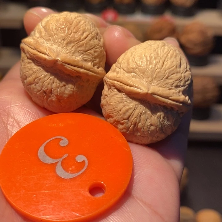 木质类蛇皮龙珠32尺寸，粉丝福利