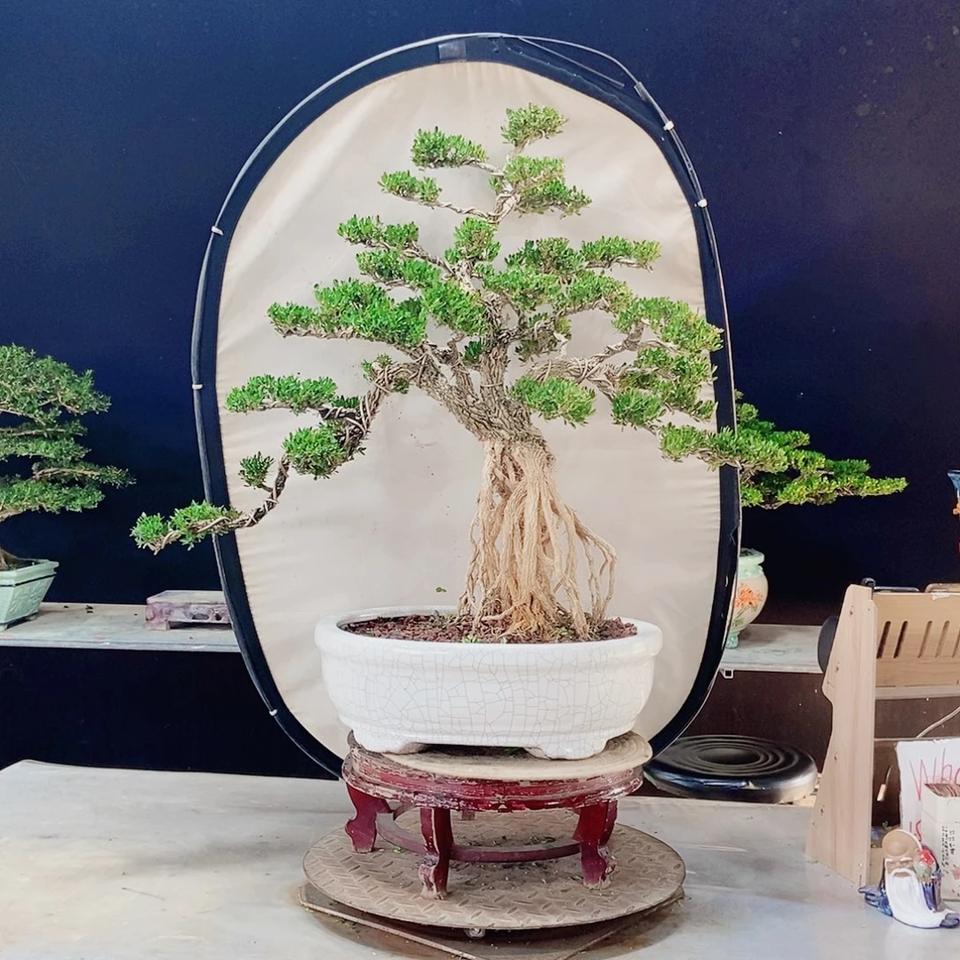 当前无花朵，栽培后可花朵