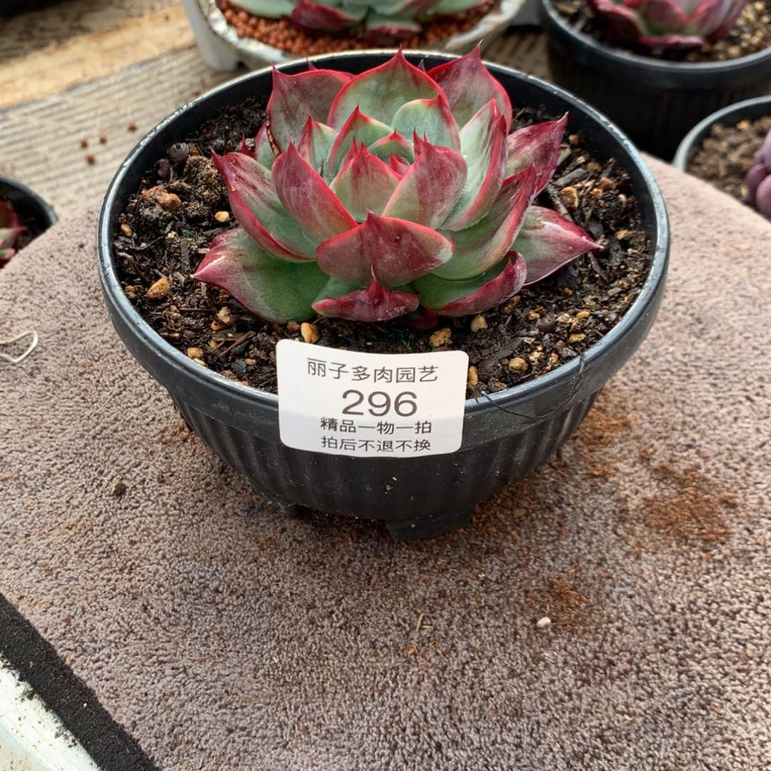 296宽叶拉丝外翻。尺寸9。。多肉植物
