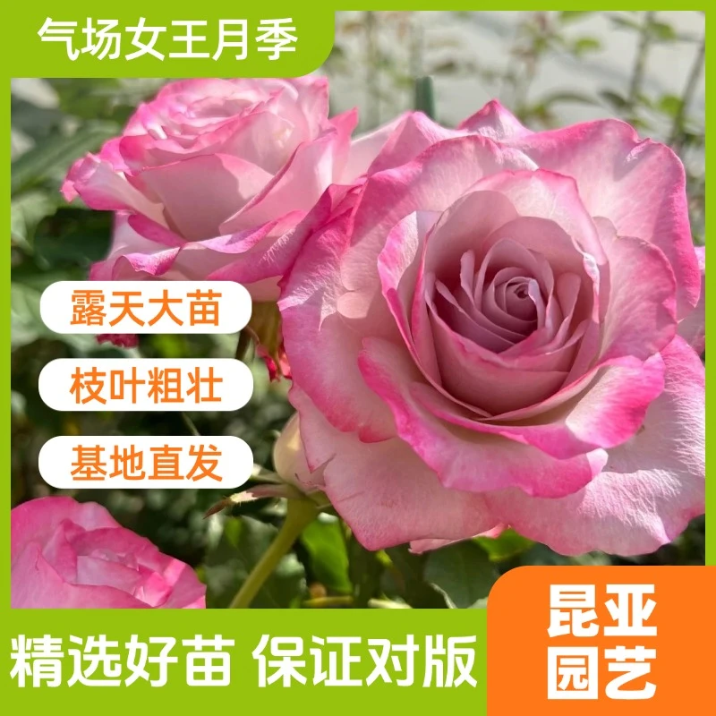 昆亚花园惊喜盲盒月季花苗阳台庭院盆栽多季开花带花苞