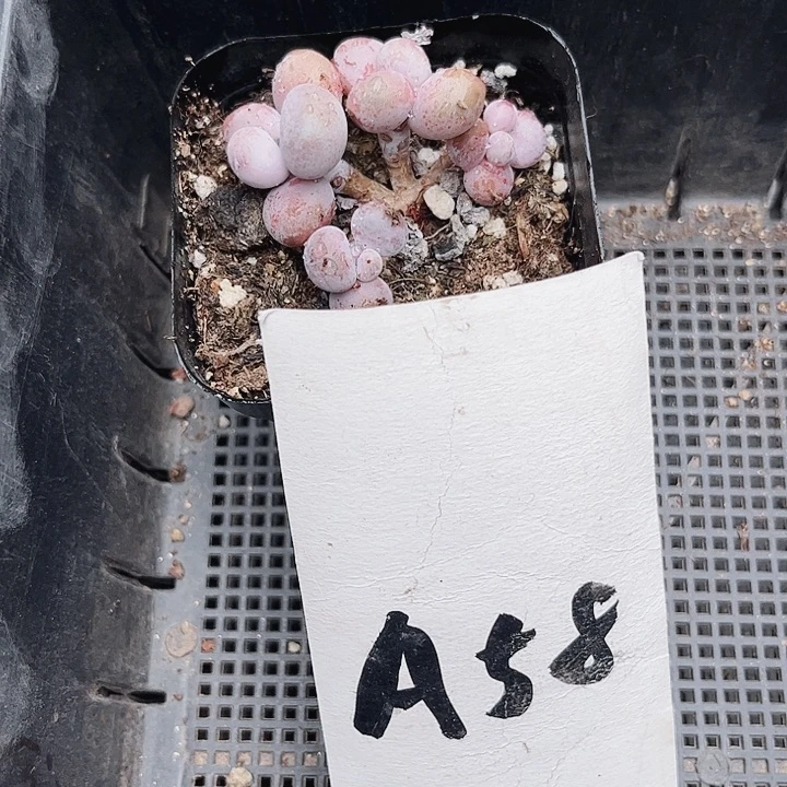 你****！58密密麻麻密密麻麻吗