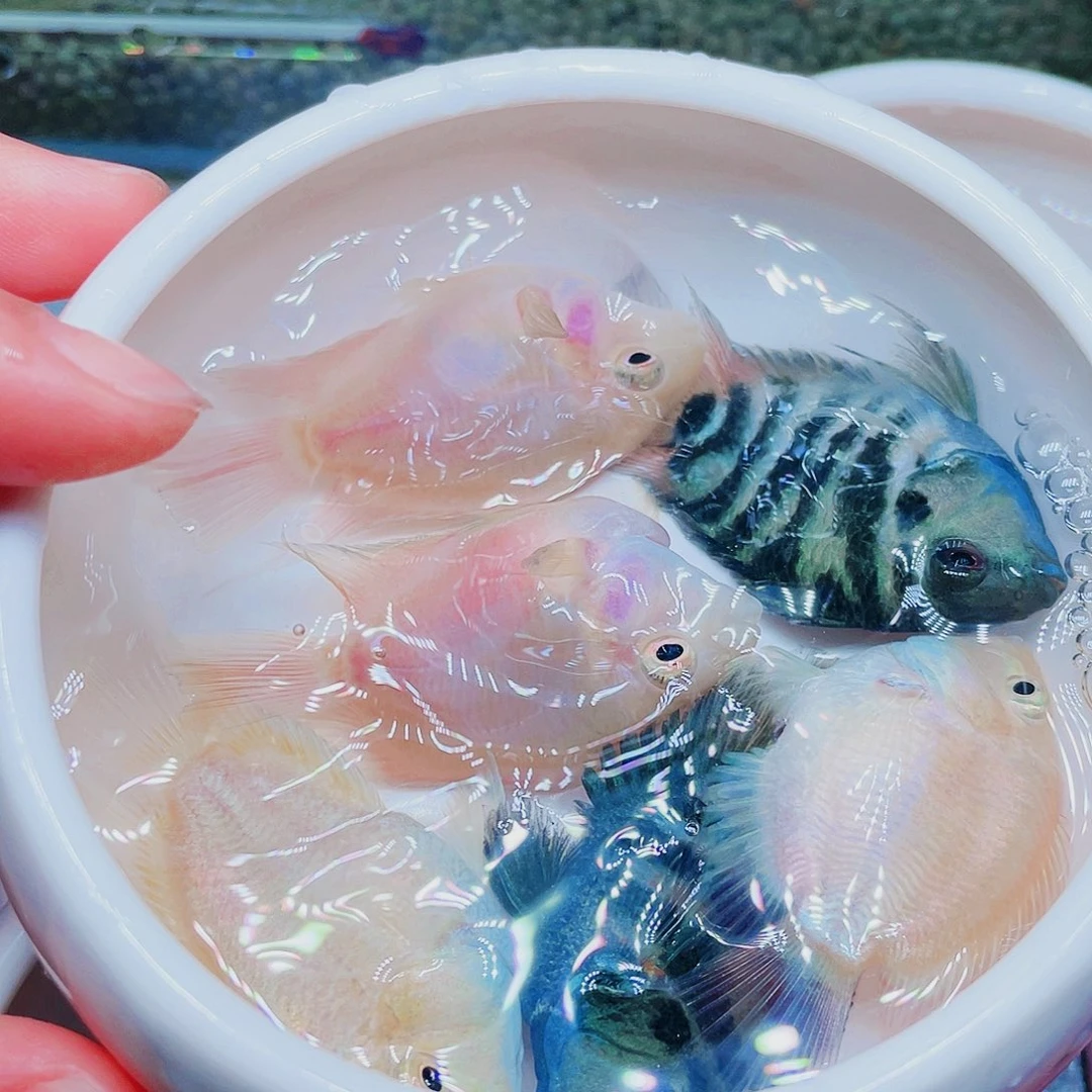 鹦鹉鱼迷你鹦鹉5-6三色各一对