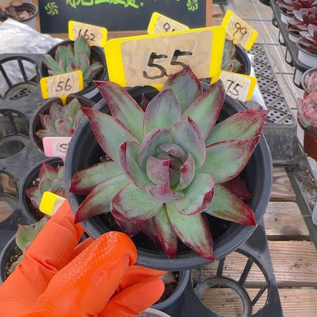 凌***g55 惊鸿单头多肉