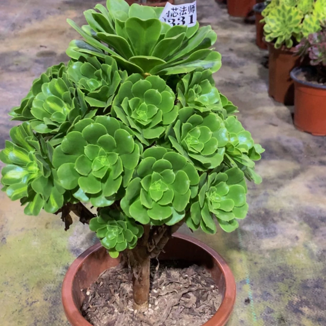 【闪购商品】331绿羊绒