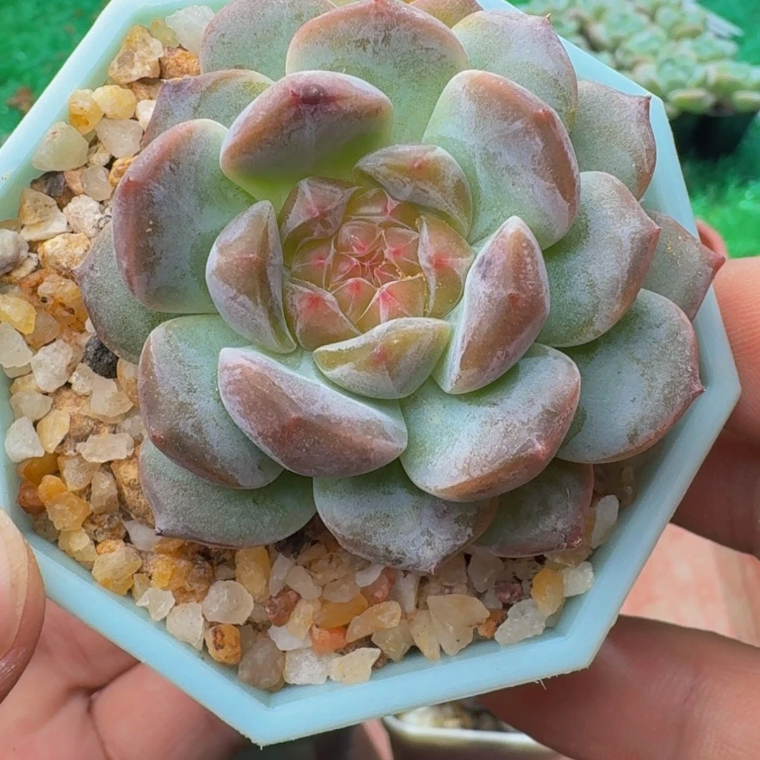 0057多肉糖心。脱土发货