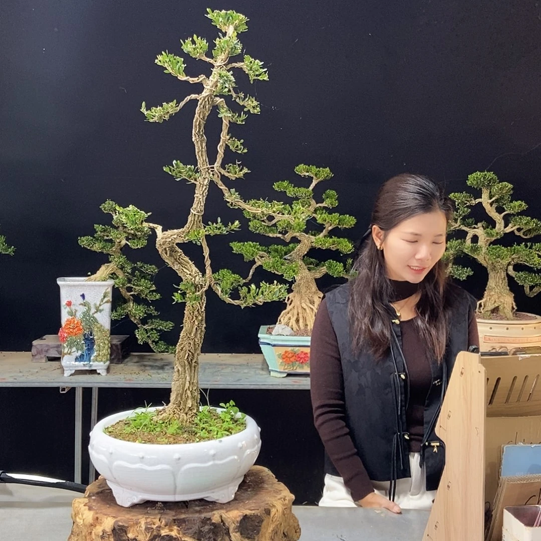 无花朵广东小叶黄杨