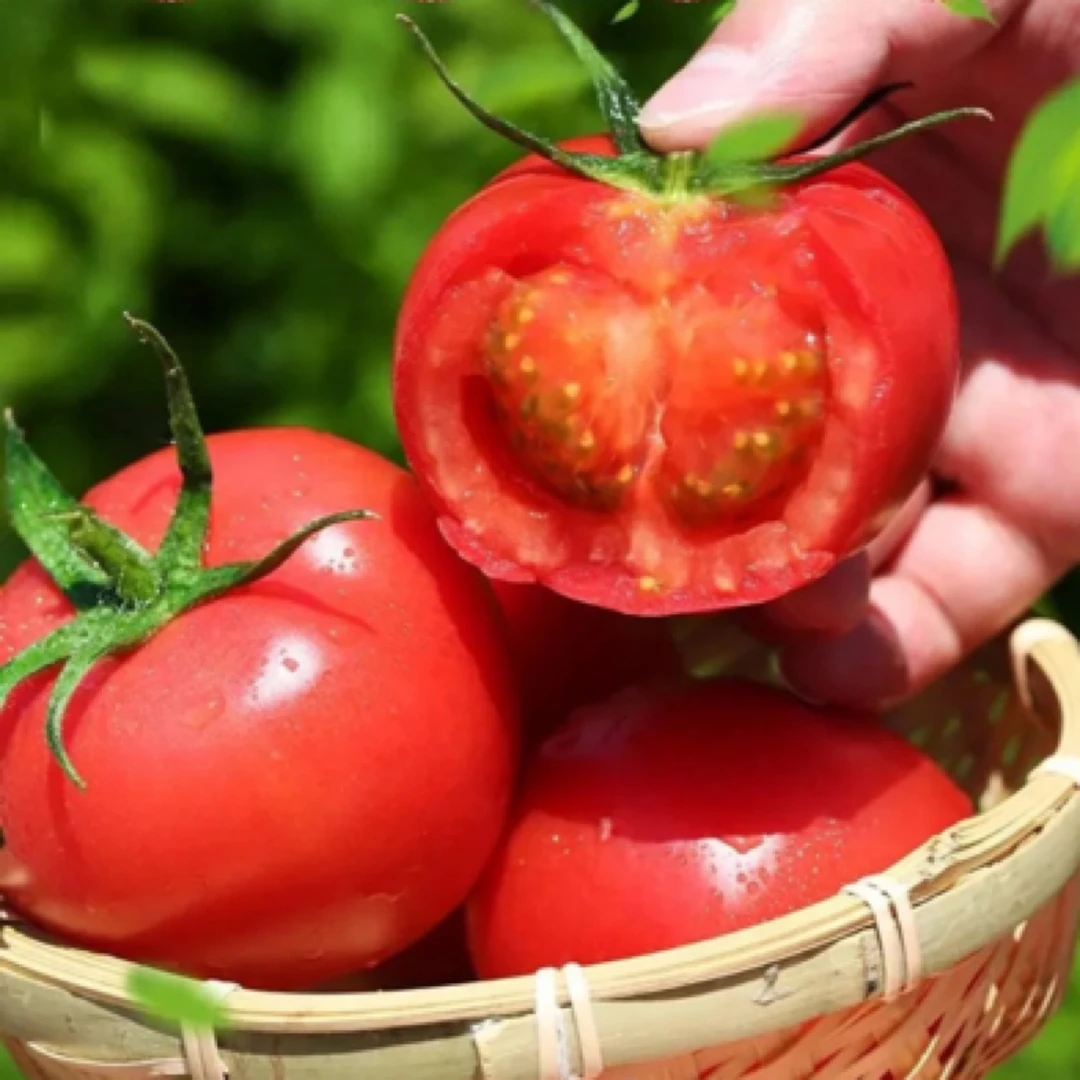 【顺丰包邮】普罗旺斯水果西红柿 4.5-5斤彩箱发货 普罗旺斯西红柿普罗旺斯西红柿北京市北京市北京市