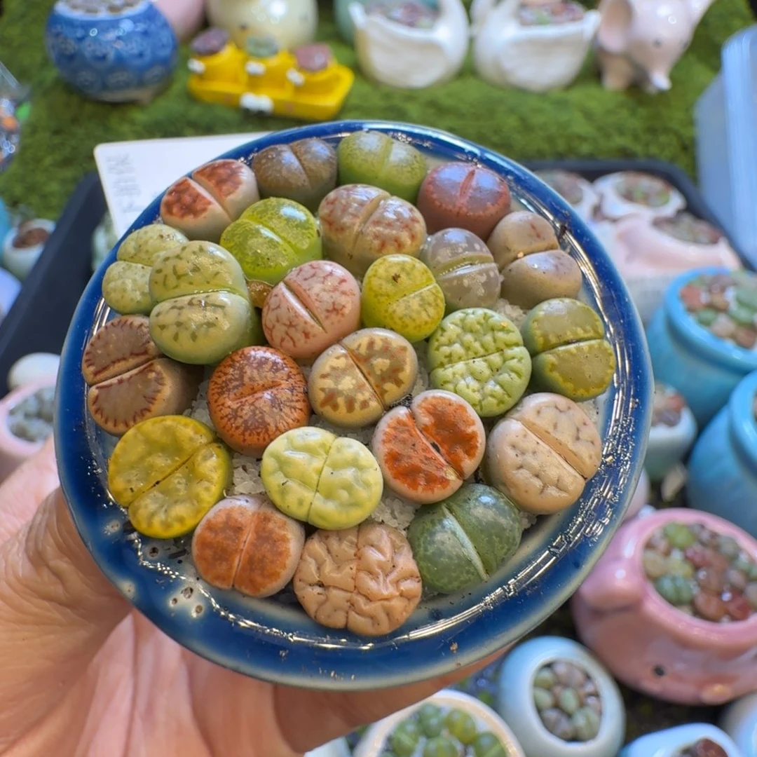 多肉植物福利冲650