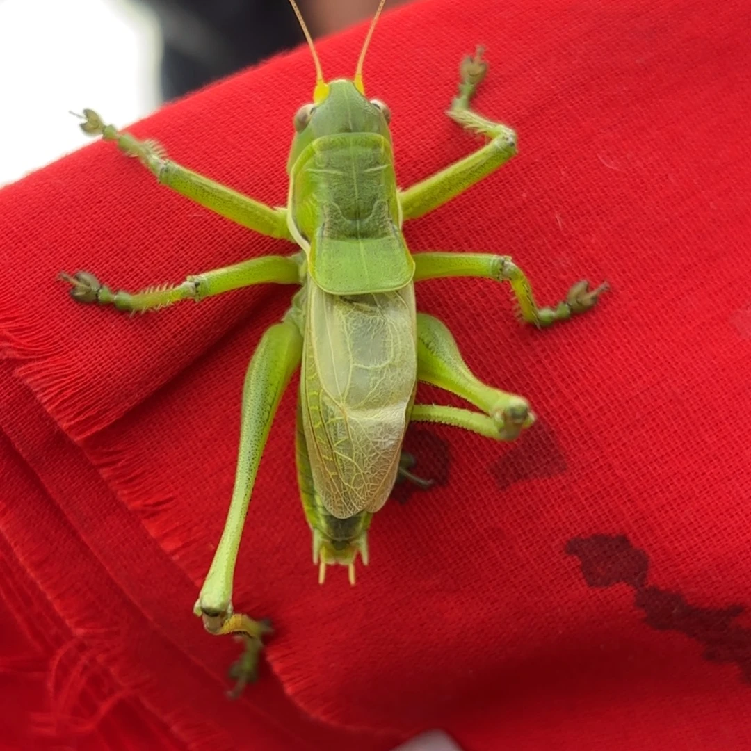 崔***y蝈蝈蝈蝈福福价格