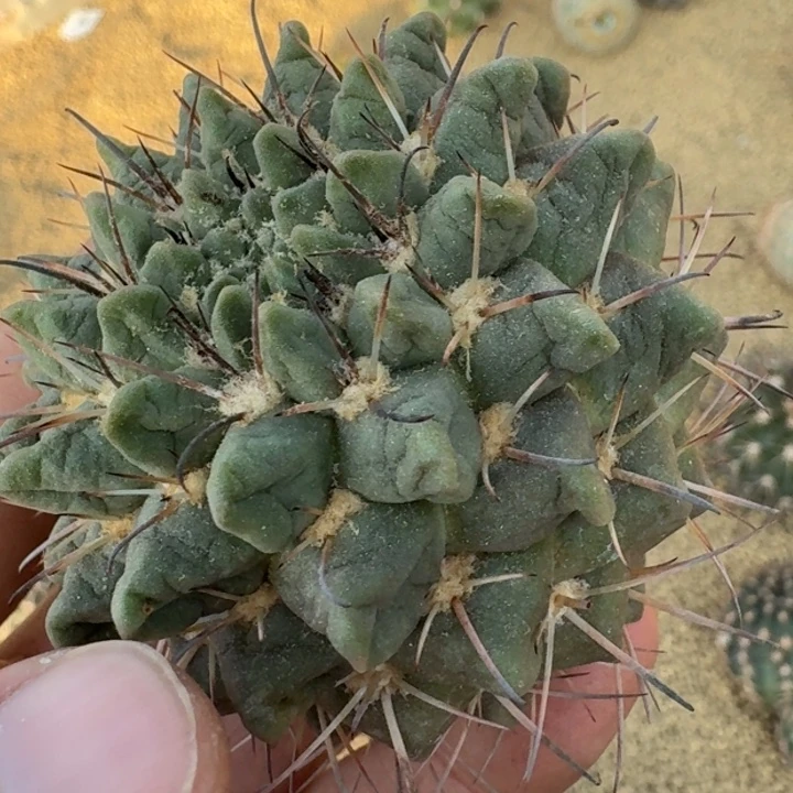 群岭有根6666666666