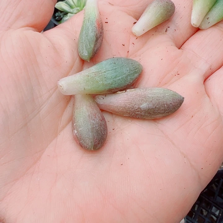 人***香葡萄锦多肉植物多肉植物4个叶