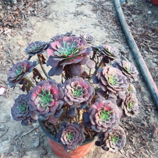 不***兄萝莉师多肉植物14