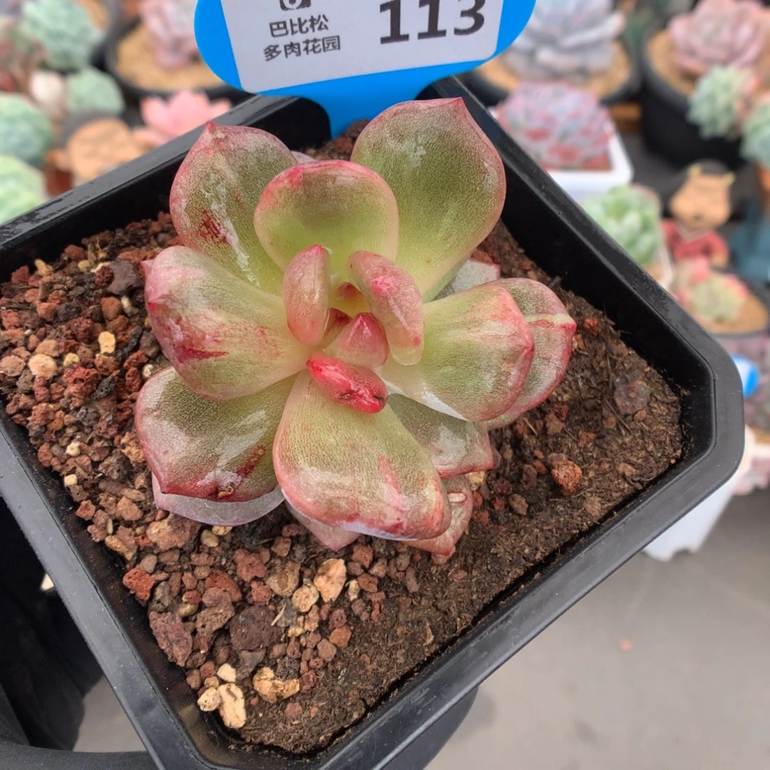 113 血斑拉丝石化多肉