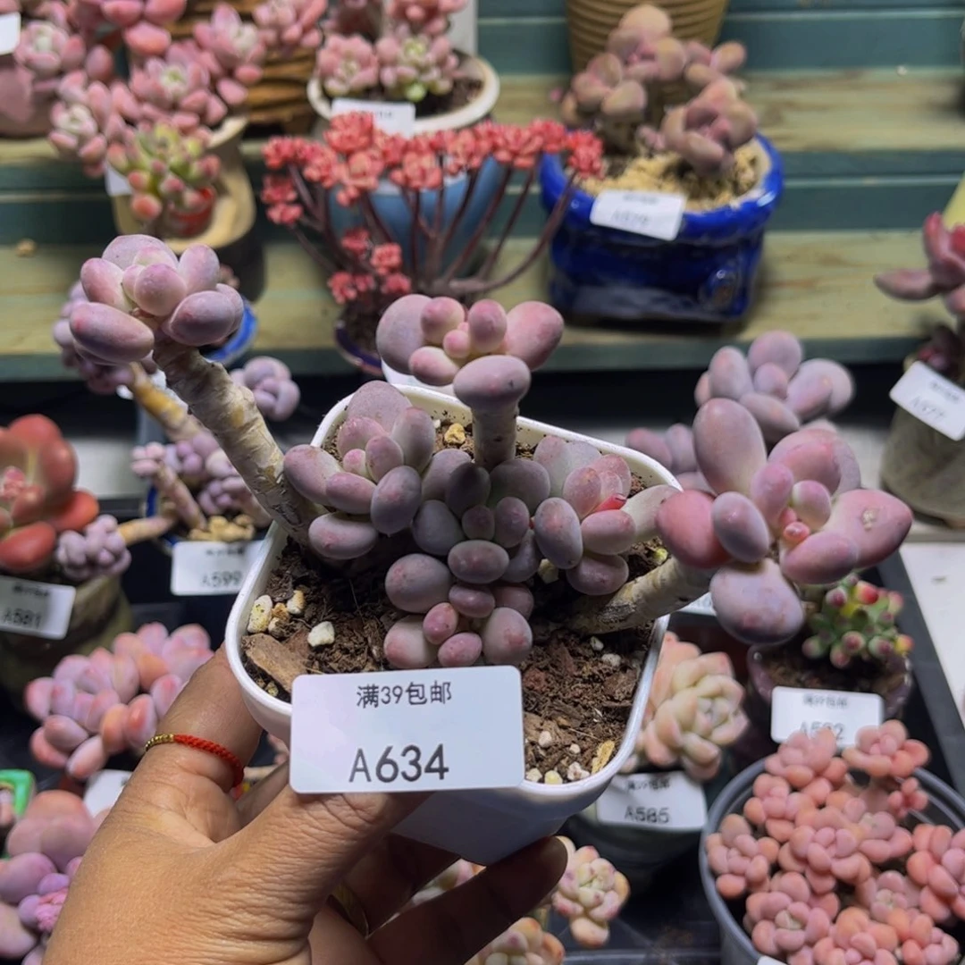 苹果奶634/10cm多肉