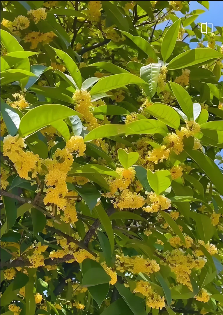 金桂桂花树 庭院种植 开花浓香