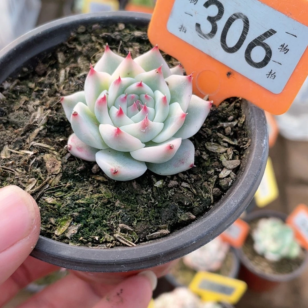 【闪购商品】?****睡306号