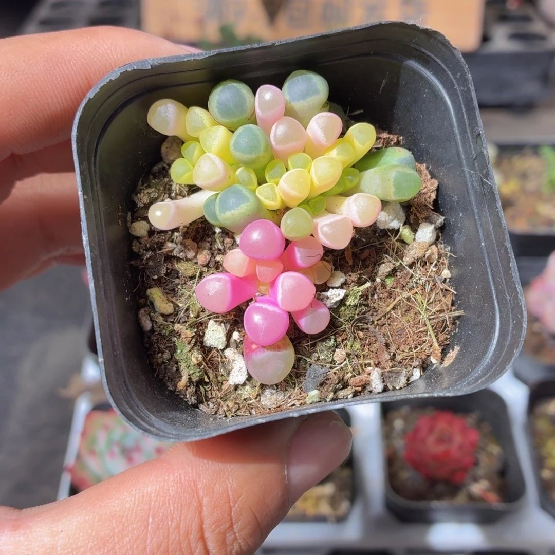 五十灵玉锦多肉9.9包邮发货