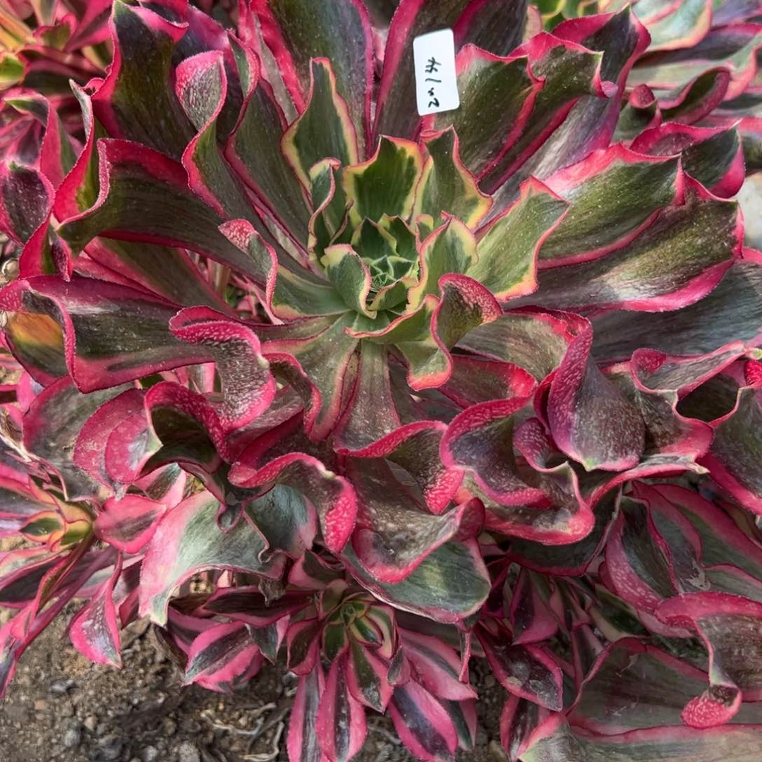 134魅影多肉植物一