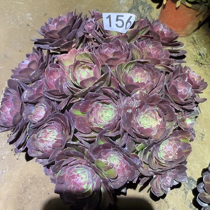 多肉植物法师156花月夜绣球