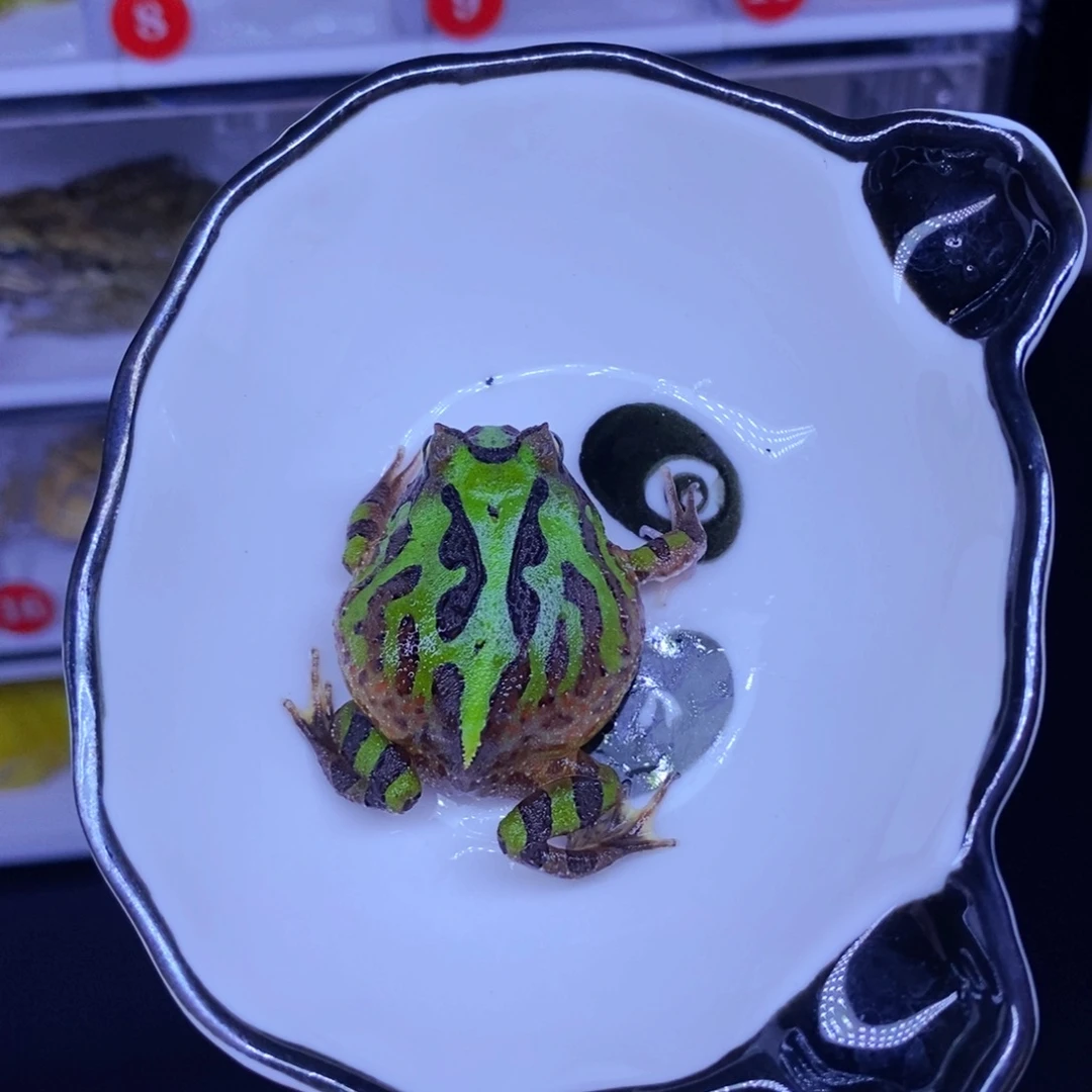 彩色蚕宝宝角蛙3-10cm闪购专享链接