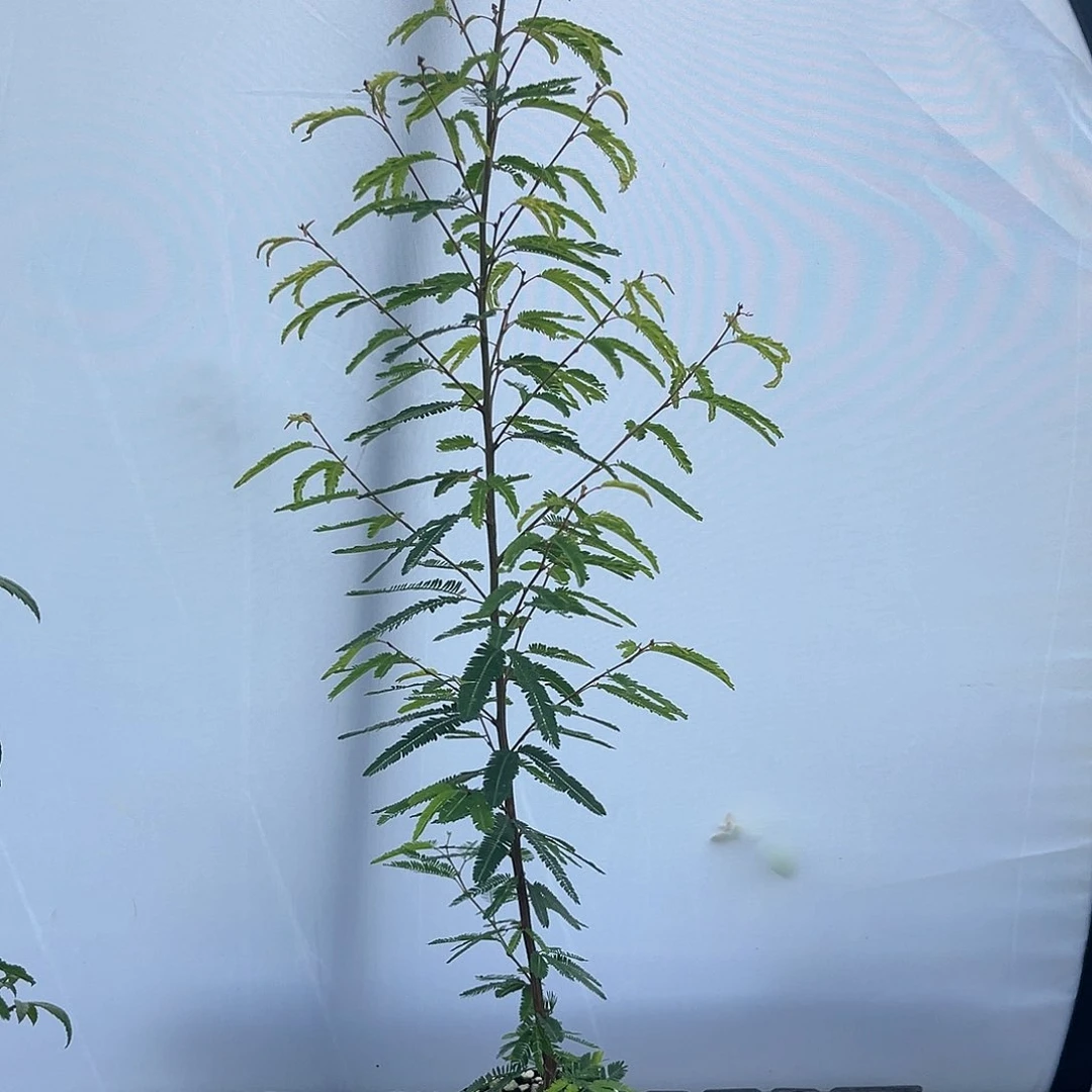 当前无花栽培后可以开花香水合欢小苗