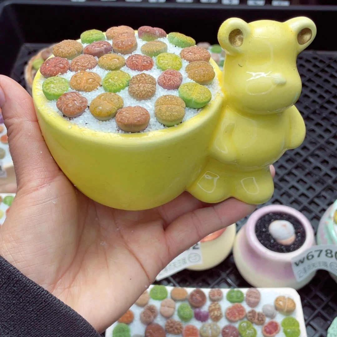 w6791 带盆土发货-零下地区拍保温箱