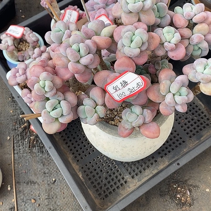 胭脂精品多肉  88888