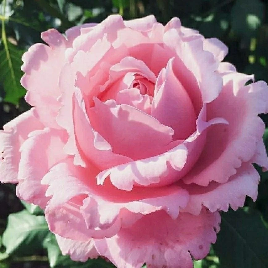 欧月索菲罗莎粉色大花灌木品种庭院地栽多季开花浓香花卉月季花苗